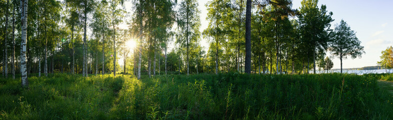 Fototapeta na wymiar Scenic panorama of morning sun shines through birch forest at swedish countryside, Sun shine, long green grass,lake. Sweden, Umea