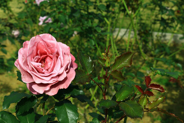 Beautiful roses blooming in the garden