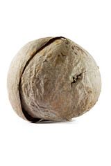 Dried avocado stones from juicy fruits