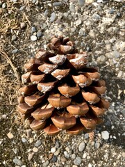 pine cone on the ground