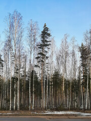 Spring forest. Birch trees and spruce on a background of blue sky