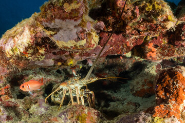 Fototapeta na wymiar A spiny lobster sharing a space under a coral ledge with a cardinal fish