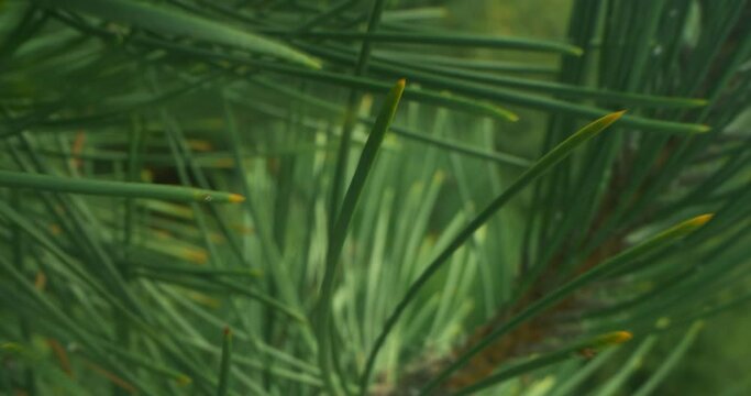 detailed extreme close-up of pine needles on tree branches.