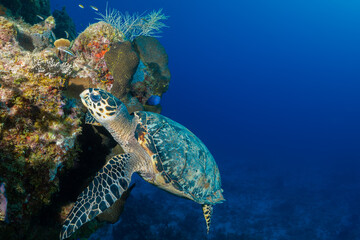 Obraz na płótnie Canvas A hawksbill turtle on a tropical Caribbean reef
