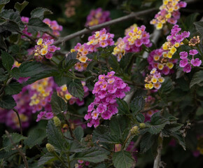 pink flowers and yellow crown among green leaves and blurred background
