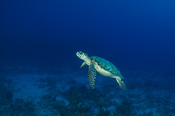 A hawksbill turtle on a tropical Caribbean reef