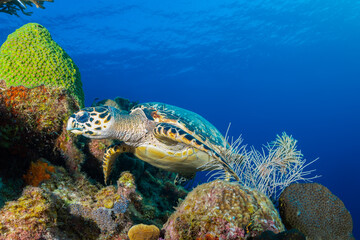 A hawksbill turtle on a tropical Caribbean reef