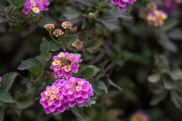 Lanatana camara, pink flowers and yellow crown among green leaves and blurred background in a garden