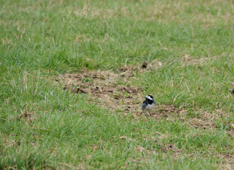 a pied wagtail searching for food amongst the muddy grassland