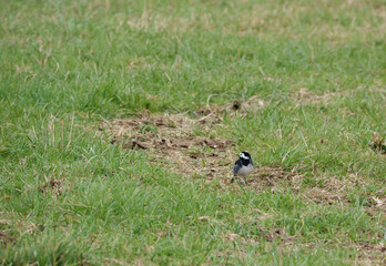 a pied wagtail searching for food amongst the muddy grassland