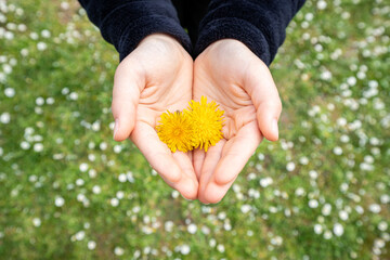 Naklejka na ściany i meble Springtime concept. Female hands offering some dandelions with a field of daisies in the background.