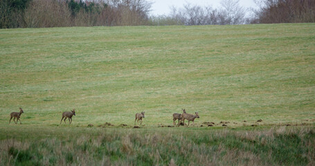 Naklejka na ściany i meble A five strong herd of Wild Roe Deer on Salisbury Plain, North Wessex Downs AONB