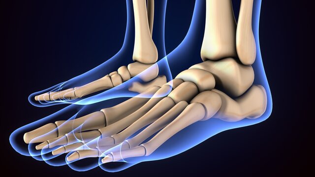 3d illustration of male human skeleton foot bone anatomy.