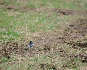 a pied wagtail searching for food amongst the muddy grassland