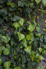 Wall of ivy leaves covering a stone wall. Vertical image.