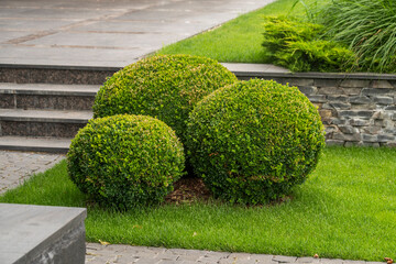 round boxwood bushes three pieces in the yard in landscape design