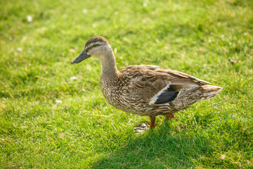 Duck grazing on green grass close-up.
