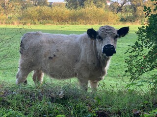 Cow 
