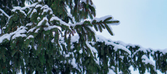 mature and beautiful spruce tree growing in natural conditions. cones hang on the branches, the tree itself is sprinkled with snow. the tree stands against the background of a clear and blue sky.