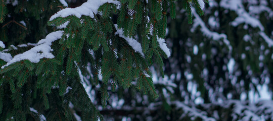 beautiful adult spruce branch in the snow. from behind you can see the winter forest. filmed during the day in sunny weather