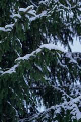 mature and beautiful spruce tree growing in natural conditions. cones hang on the branches, the tree itself is sprinkled with snow. the tree stands against the background of a clear and blue sky.