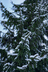 mature and beautiful spruce tree growing in natural conditions. cones hang on the branches, the tree itself is sprinkled with snow. the tree stands against the background of a clear and blue sky.