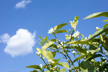 Obraz premium orange fruit tree with bloom flowers