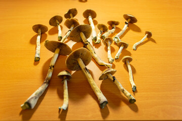 Wild psilocybe cubensis mushrooms shrooms also known as magic mushrooms for medicinal therapy psychoactive poisonus treatments like microdosing or magic counsciousness shamanic rituals