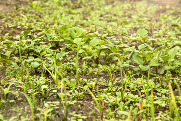 Young little sprouts of various green plants with weeds and grass on garden bed growing in spring. Selective focus.