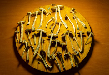 Wild psilocybe cubensis mushrooms shrooms also known as magic mushrooms for medicinal therapy psychoactive poisonus treatments like microdosing or magic counsciousness shamanic rituals