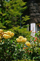 Beautiful roses blooming in the garden