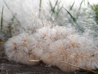 poplar seeds lying on the ground, spring