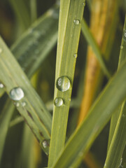 Herbes sauvages perlées de gouttes d'eau