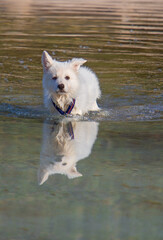 Weißer Schäferhund Welpe läuft durch den See