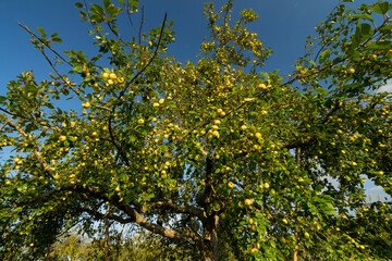 Gelber Apfelbaum