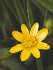 Obraz premium Fleur jaune