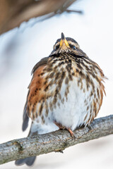 Beautiful redwing bird sitting on the branch, Pomerania Poland