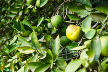Green Oranges on tree