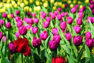 Obraz premium 横浜公園の花壇に咲く鮮やかなチューリップ