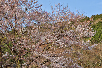 大石神社の桜