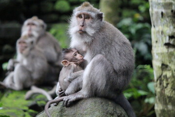 Naklejka na ściany i meble monkey is feeding the baby