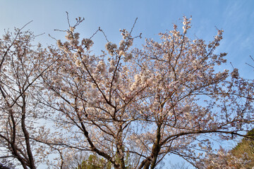 大石神社の桜