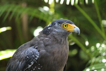 golden eagle