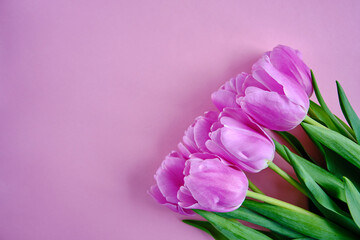 Romantic bouquet of pink tulips on a delicate pink background