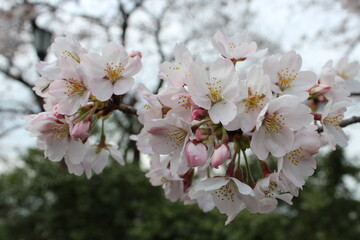Takasaki City, Gunma, Japan, - Kannonyama - March 25, 2021