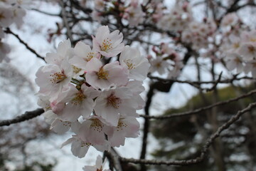Takasaki City, Gunma, Japan, - Kannonyama - March 25, 2021