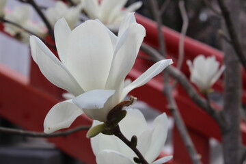 Takasaki City, Gunma, Japan, - Kannonyama - March 25, 2021