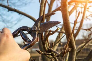 Garden work of spring. Farmer hand prunes and cuts branches of tree in the garden with pruning...