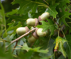 Closeup cluster of large green acorns in early Autumn in Texas.