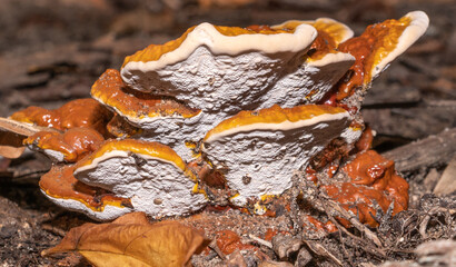 Slimy bright orange fungus on forest floor